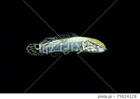 アミア　幼魚　黒バック 75024129