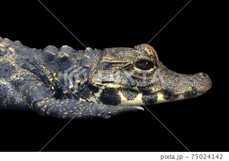 ニシアフリカコガタワニのアップ 黒バック ニシアフリカコガタワニのアップ 黒バック 75024142