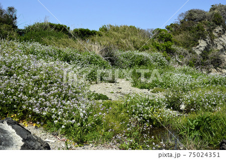 春の海べ 春の海べ 75024351
