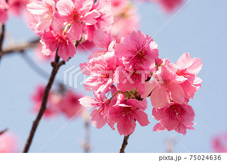 沖縄 那覇与儀公園に咲く緋寒桜の写真素材