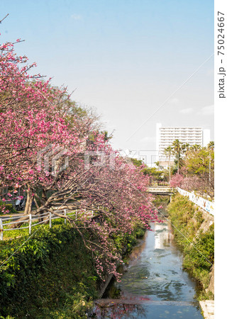沖縄 那覇与儀公園に咲く緋寒桜 75024667