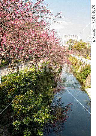 沖縄 那覇与儀公園に咲く緋寒桜の写真素材