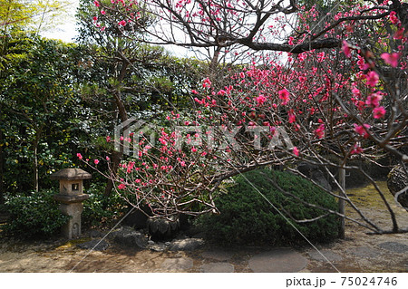 2月　府中290紅梅と茶庭･茶室｢梅欅庵｣･府中市郷土の森博物館 75024746