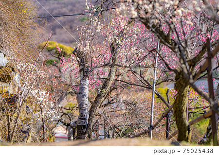 不老園の梅の花と青空　【山梨県】 75025438