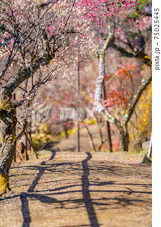 不老園の梅の花と青空　【山梨県】 75025445