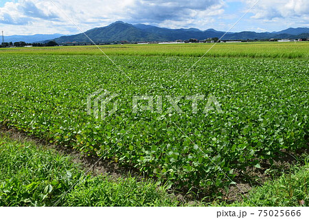 だだちゃ豆の畑 枝豆の王様 75025666