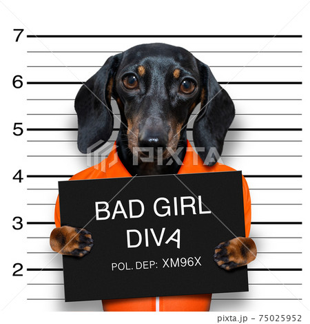 dachshund police mugshot 75025952