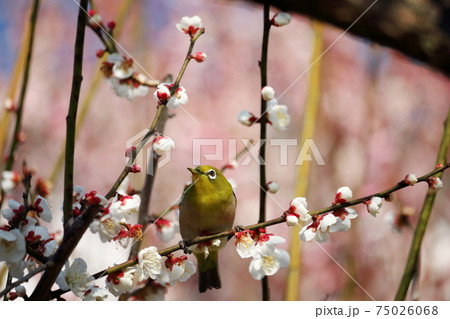 メジロと白梅　春の訪れ　早春　（高知城　梅の段） 75026068
