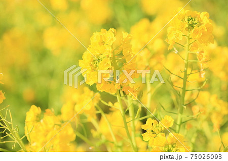 菜の花 75026093