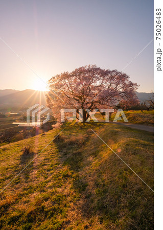 上の平の一本桜(夕暮れ) 上の平の一本桜(夕暮れ) 75026483