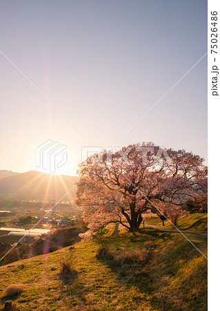 上の平の一本桜(夕暮れ) 上の平の一本桜(夕暮れ) 75026486