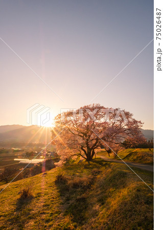 上の平の一本桜(夕暮れ) 上の平の一本桜(夕暮れ) 75026487
