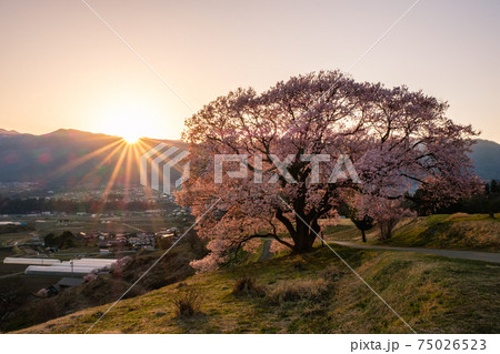 上の平の一本桜(夕暮れ) 上の平の一本桜(夕暮れ) 75026523
