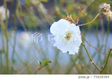 バラの花　アイスバーグ 75026564