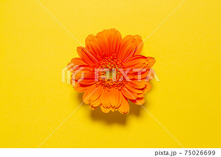 オレンジ色のガーベラの花 黄色背景素材の写真素材