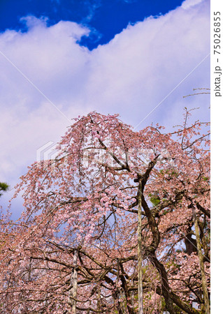 越前・大宝寺のしだれ桜 75026855