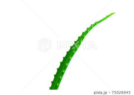 Natural cosmetics, juicy fresh green aloe leaf on white background, cosmetic care, medicinal plants, place for text, copy space 75026945