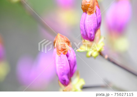 ピンク色をした美しいツツジの蕾のアップ ピンク色をした美しいツツジの蕾のアップ 75027115