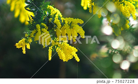 テレビで全国放映された百合が原公園のミモザ テレビで全国放映された百合が原公園のミモザ 75027228