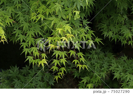 新緑 75027290