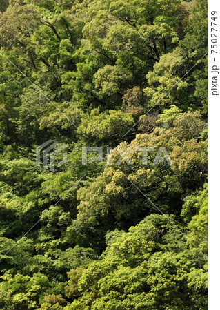 新緑の山並み 75027749