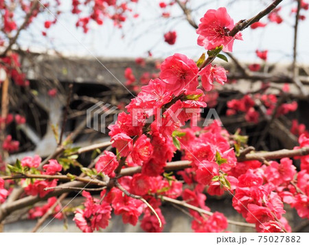 早春の庭に咲く濃いピンクの桃の花 75027882