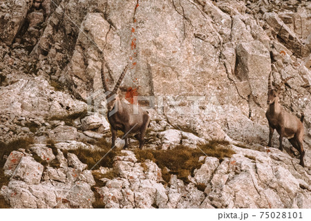 Ibex in the wild in the Alpstein region in Appenzell Ibex in the wild in the Alpstein region in Appenzell 75028101