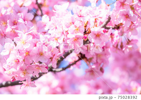 満開の河津桜 75028392
