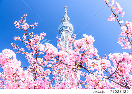 東京都 スカイツリーと河津桜 春の東京の写真素材