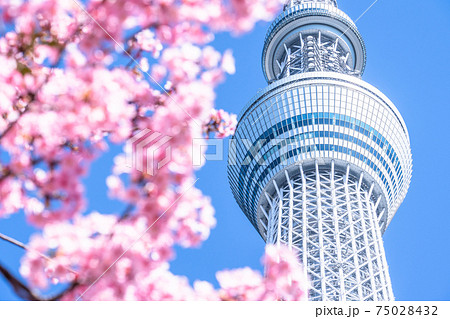 《東京都》スカイツリーと河津桜・春の東京 75028432