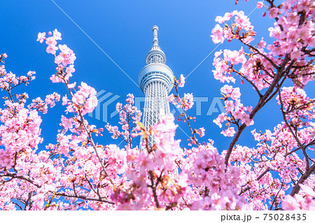 《東京都》スカイツリーと河津桜・春の東京 75028435