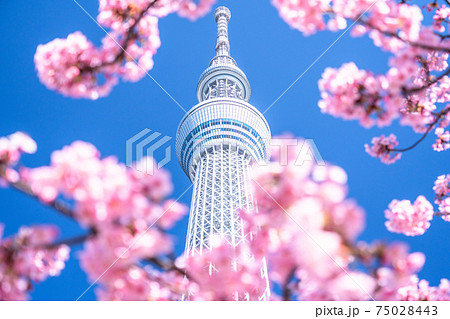 《東京都》スカイツリーと河津桜・春の東京 75028443