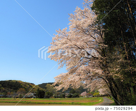 満開になった遠山十本桜と里山風景の写真素材 [75029294] - PIXTA