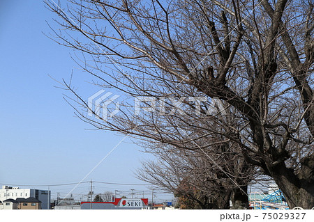 冬枯れのソメイヨシノの木 75029327
