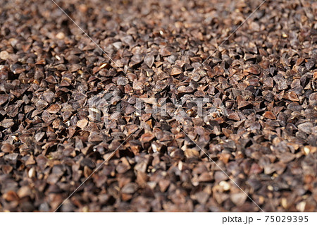 そばの実のクローズアップ/The close up of buckwheat's seed そばの実のクローズアップ/The close up of buckwheat's seed 75029395