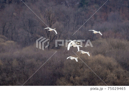 白鳥 鳥 鉄原郡 75029465