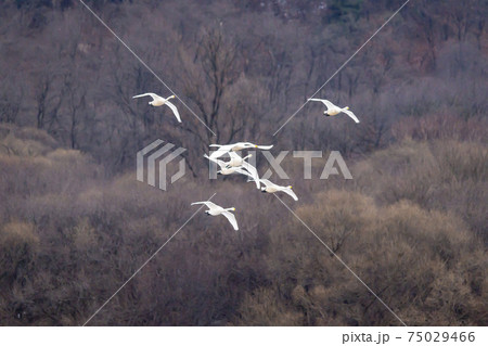 白鳥 鳥 鉄原郡 75029466