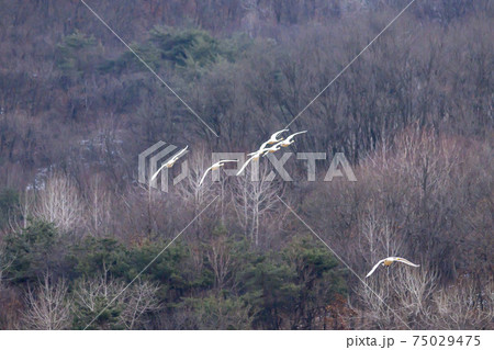 白鳥 鉄原郡 江原道 75029475