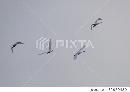 白鳥 鳥 鉄原郡 75029480