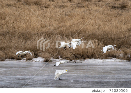 白鳥 鳥 冬 75029506