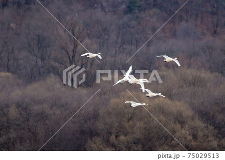 白鳥 鳥 鉄原郡 75029513