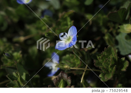 道端にそっと咲いているオオイヌノフグリの花の写真素材