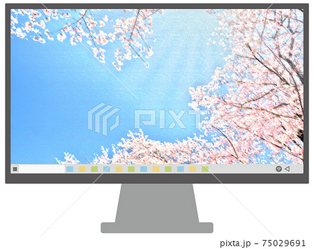 モニター　16：9　桜　青空 75029691