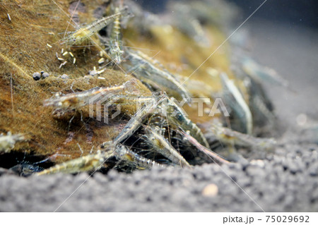 苔に集まるたくさんのミナミヌマエビ 75029692