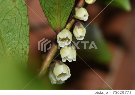 ヒサカキの花 ヒサカキの花 75029772