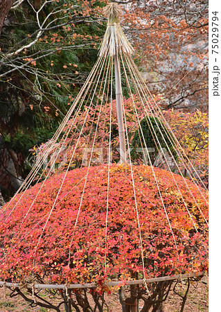 紅葉したドウダンツツジの冬囲いの写真素材