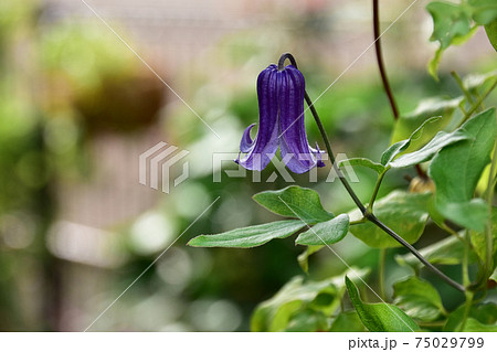 クレマチス篭口のベル状の花 75029799