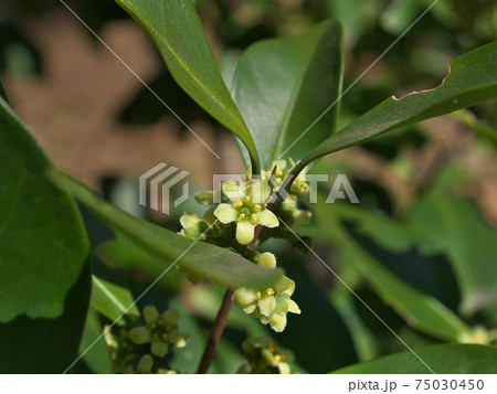 モクレイシ(木茘枝/ニシキギ科)の雄花 モクレイシ(木茘枝/ニシキギ科)の雄花 75030450