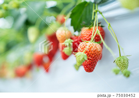 いちご狩り　 75030452