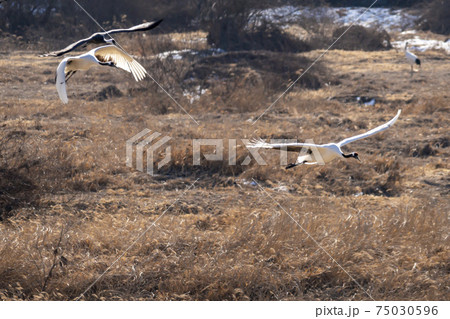 鳥 冬 学 75030596